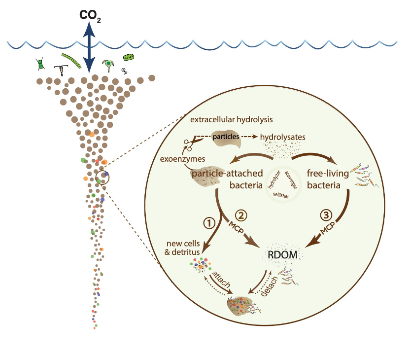 海洋生物碳泵中不可忽视的细菌贡献